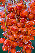 Bittersweet Berries