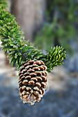 Ancient Bristlecone Pine Cones