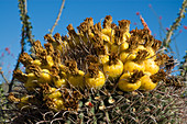 Arizona barrel cactus
