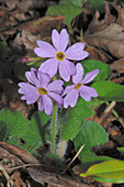 Primula kisoana