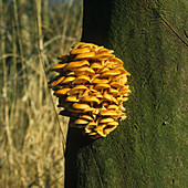 Winter fungus
