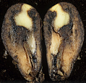 Watery wound rot in a potato