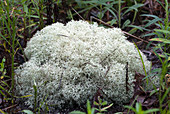 Reindeer Lichen