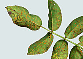 Rose rust pustules on rose leaf