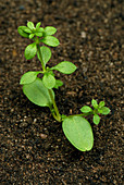 Cleavers seedling