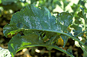 Cabbage whitefly infestation