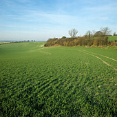 Field in February