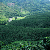 Lowland coffee plantation