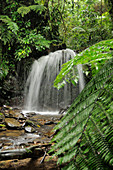 Vietnam rainforest