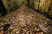 Leaf-covered Trail