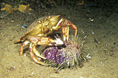 Atlantic Rock Crab feeding on Sea Urchin