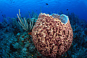 Giant Barrel Sponge