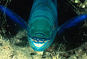 Sleeping Parrotfish