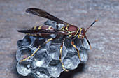 Paper Nest Wasp