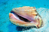 Queen Conch (Strombus gigas)