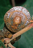 Typhon Sphinx Caterpillar