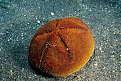 Red Heart Urchin (Meoma ventricosa)