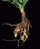 Club root (Plasmodiophora brassicae)