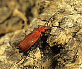 Cardinal Beetle (Pyrochroa coccinea)