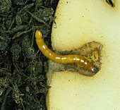 Wireworm