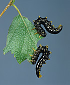 Sawfly larvae