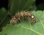 Poplar gray moth caterpillar