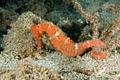 Longsnout Seahorse (Hippocampus reidi)