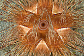 Magnificent Urchin (Astropyga magnifica)