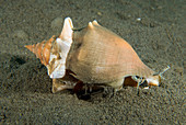 Florida Fighting Conch (Strombus alatus)
