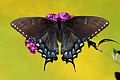 Tiger Swallowtail Butterfly,Dark Phase