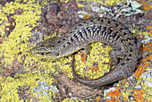 California Alligator Lizard