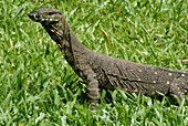 Lace Monitor Lizard