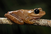 Lace-lid Frog