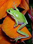 Green Tree Frog