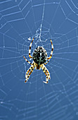 Diadem Spider