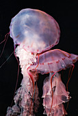 Purple-Striped Jellyfish