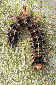 Dead Gypsy Moth Caterpillar