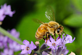 Honeybee