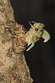 Dogday Harvestfly Cicada