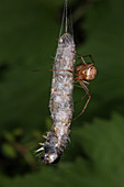 Spider eating Caterpillar