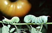 Tobacco Hornworms on Tomato Plant