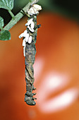 Dying/Dead Parasitized Tobacco Hornworm