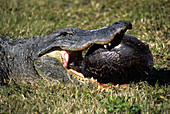 Alligator Eating Turtle