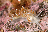 Red-gilled Nudibranch