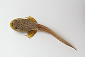 American bullfrog tadpole with hind legs