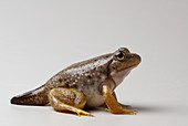 American bullfrog with partial tail