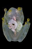 Reticulated Glass Frog