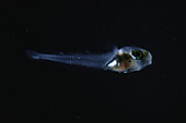 Larval Fish