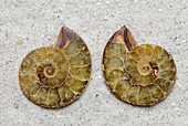 Sectioned Ammonite