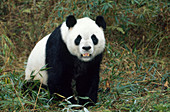 Giant Panda